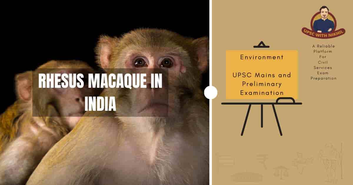 Rhesus Macaque In India